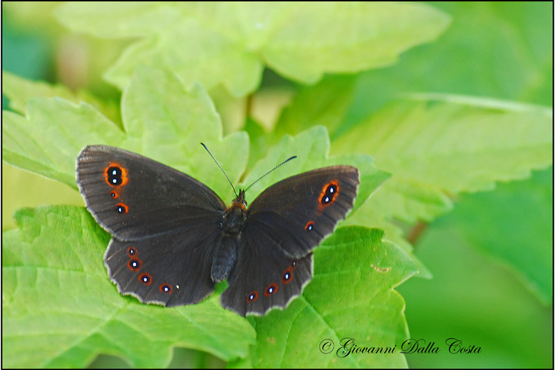 Erebia da identificare 5